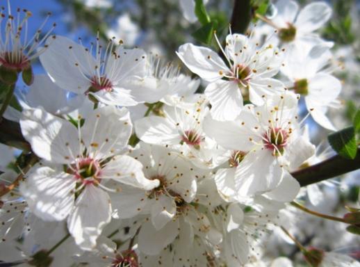 Mirabelle or Cherry Plum/Mirabellen Blüten, Sassanfahrt