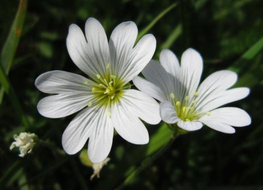 Mouse-Ear Chickweed/Acker Hornkraut, Regnitz River flood plain area/Regnitzaugebiet, Hirschaid