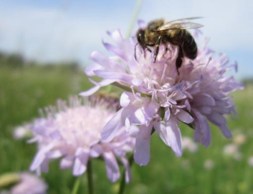 Field Scabiose w. Bee,/Acker-Witwenblume m. Biene, Regnitz River flood plain area/Regnitzaugebiet, Hirschaid