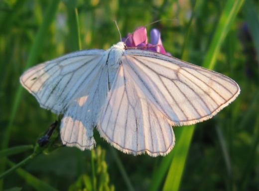 Hartheu-Spanner, Main-Donau-Kanal Hirschaid, cosma terra ccc, 02.06.19