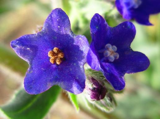 Anchusa/Ochsenzunge, Sassanfahrt