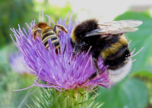 Biene u. Hummel an einer gewöhnlichen Kratzdistelblüte, Sassanfahrt, cosma terra ccc, 30.07.18