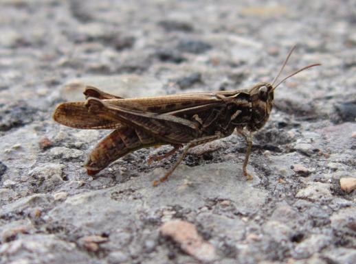 Brauner Grashüpfer, Main-Donau-Kanal Hirschaid, cosma terra ccc, 09.08.19