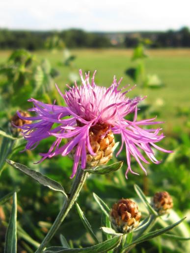 Spotted Knapweed/Flockenblume, Main-Donal-Canal shore/Main-Donal-Kanal Ufer, Hirschaid