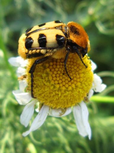 Gebänderte Pinselkäfer/Eurasian Bee Beetle, Sassanfahrt, cosma terra ccc, 15.06.19