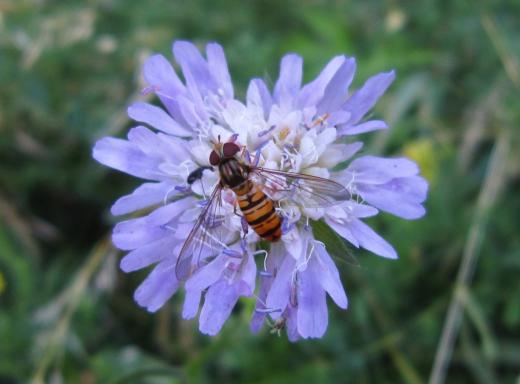 Hainschwebfliege über einer Acker-Witwenblume, Sassanfahrt, cosma terra ccc, 02.07.19