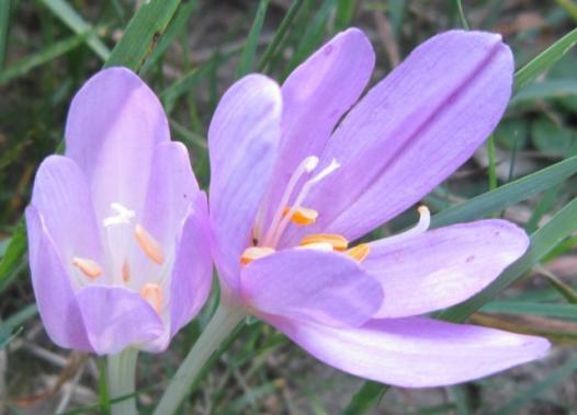 Autumn Crocus/Herbstzeitlose, Tiefenstürmig