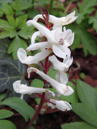 Corydalis, (Crested Lark, Bird-in-a-Bush)/Hohler Lerchensporn, "Hain Rooster"/"Hain-Gockel", Hain Park, Bamberg