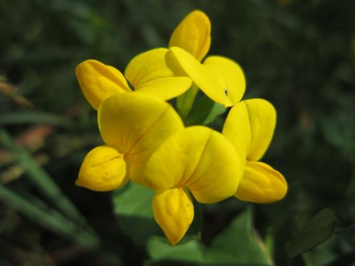 Bird`s-Foot Trefoil/Hornklee, Regnitz River flood plain area/Regnitzaugebiet, Hirschaid