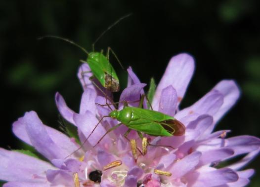 Orthotylus Flavinervis (eine Wanzenart) auf eine Acker-Witwenblume, Tiefenstürmig, cosma terra ccc, 25.07.20