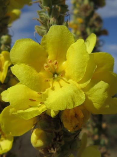 Great Mullein/Königskerze, Regnitz River flood plain area/Regnitzaugebiet, Hirschaid