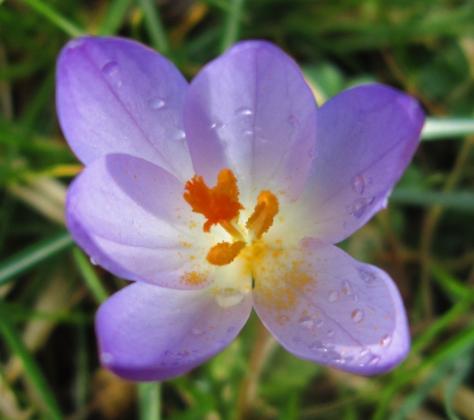 Krokus, Regnitzaugebiet Sassanfahrt, 2020, Nr. 1/15, 15 x 15 cm Digitalfotodruck beschichtet, 15 € ohne Rahmen.