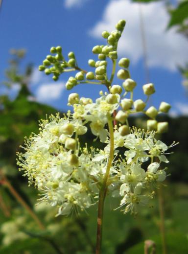 Meadowsweet, (Mead Wort)/Mädesüß, Tiefenstürmig