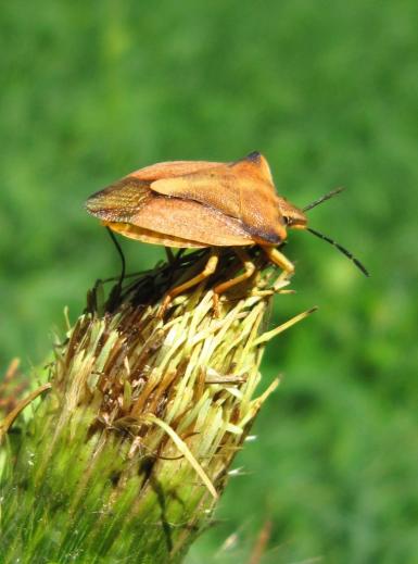 Nördliche Fruchtwanze auf Kohlkratzdistel, Tiefenstürmig, cosma terra ccc, 22.08.19