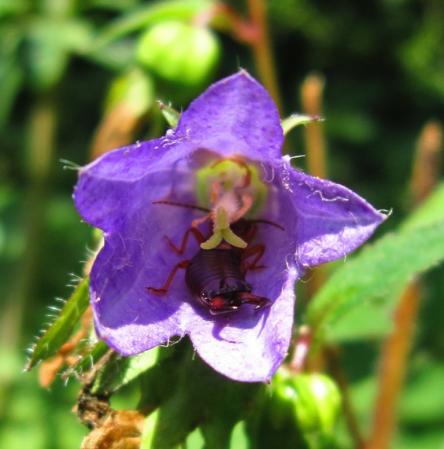 Ohrwurm in einer Bärtigen Glockenblume, Tiefenstürmig, cosma terra ccc, 04.08.19