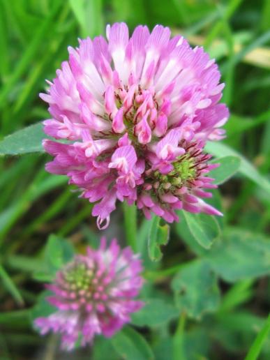 Owl-Head Clover/Pink Hugelklee, Main-Donau-Canal shore/Main-Donal-Kanal Ufer, Hirschaid