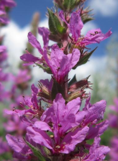 Purple Loosestrife/Blutweiderich, Regnitz River shore/Regnitzüfer, Hirschaid