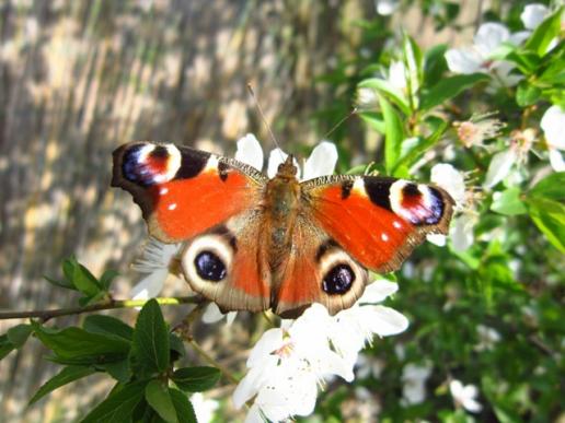 Peacock Butterfly on Mirabelle Plum Blossoms,/Tagpfauenauge auf Mirabellenblüten, Sassanfahrt