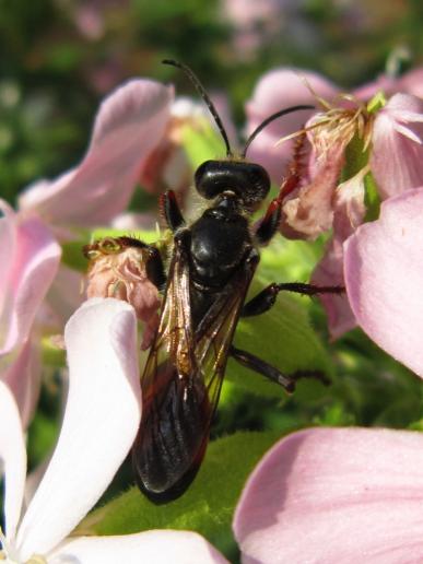 Schwarze Schlupfwespe in Seifenkrautblüten, Regnitzaugebiet Sassanfahrt, cosma terra ccc, 28.07.19