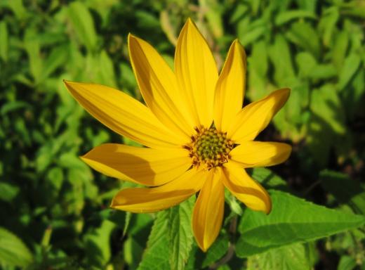 Jerusalem Artichoke/Topinambur (Erdapfel), Regnitz River shore/Regnitzufer, Sassanfahrt