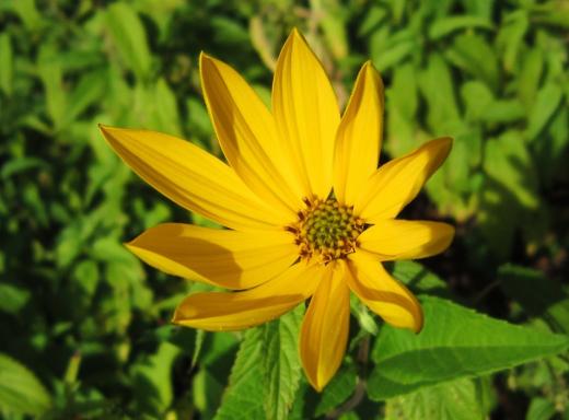 Jerusalem Artichoke/Topinambur (Erdapfel), Regnitz River shore/Regnitzufer, Sassanfahrt