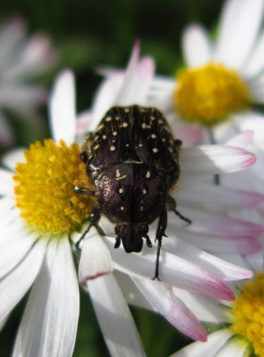 Trauer-Rosenkäfer auf Feld-Margeriten, Juliushof, cosma terra ccc, 11.05.19