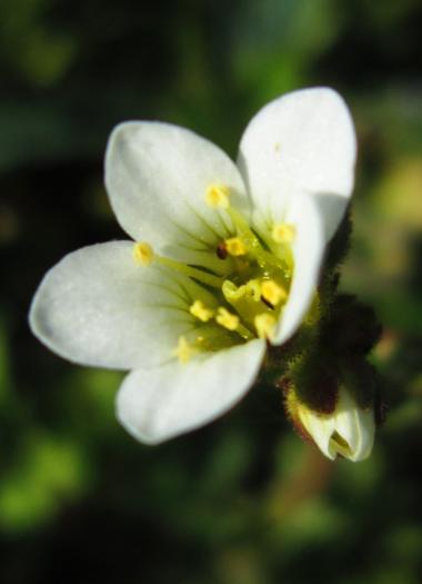 Beautiful, but not yet identified! Schön aber noch nicht identifiziert!, Regnitzaugebiet Hirschaid