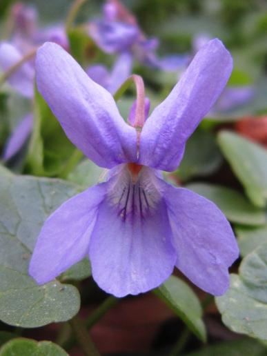 Violet/Veilchen, Hain Park, Bamberg