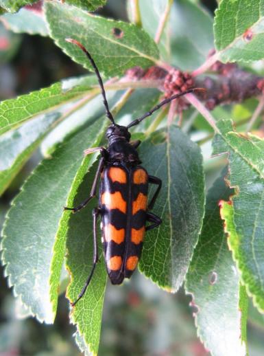 Vierbindiger Schmalbock, Regnitzaugebiet Sassanfahrt, cosma terra ccc, 30.7.19