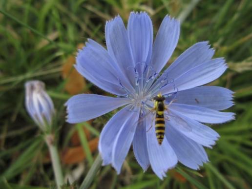 Chicory w. Wasp/Wegwarte m. Wespe, Sassanfahrt