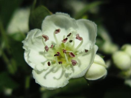 Common Hawthorn/Weißdorn, Sassanfahrt