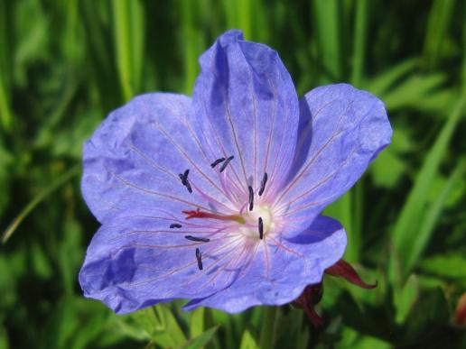 Meadow Crane`s-Bill, (or Meadow Geranium)/Wiesenstorchschnabel, Main-Donau-Canal shore/Main-Donal-Kanal Üfer Hirschaid