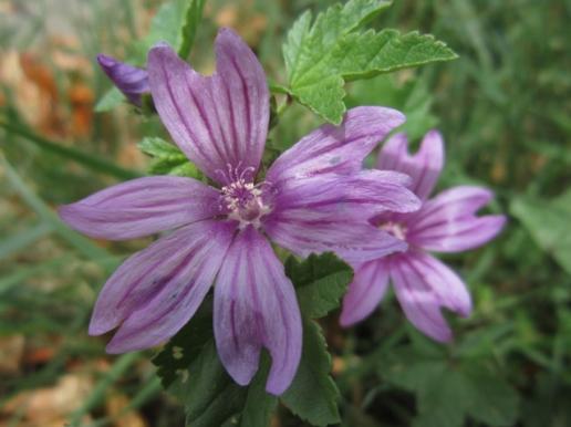 Mallow/Wilde Malven, Sassanfahrt