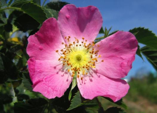 Dog Rose, Wild Rose/Wilde Rose, Regnitz River shore/Regnitzufer, Sassanfahrt
