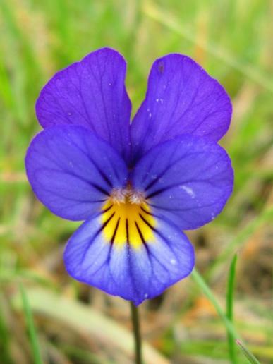 Wild Pansy,/Wilde Stiefmütterchen, Juliushof