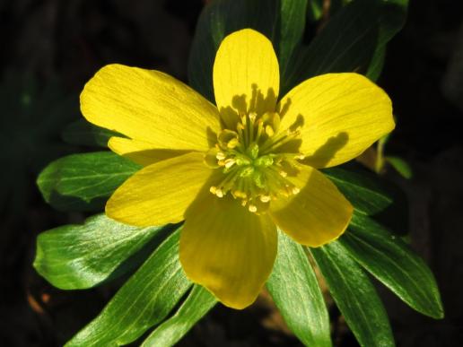 Winter Aconite, Regnitz River Flood Plain, Hirschaid/Winterling, Regnitzgebiet Hirschaid 