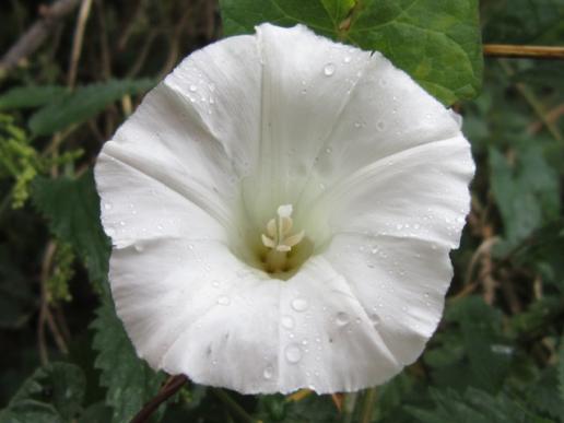 Morning Glory or Bindweed/Zaunwinde, Regnitz River flood plain area/Regnitzaugebiet, Sassanfahrt